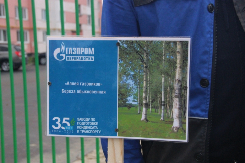 Аллея газовиков состоит из берез