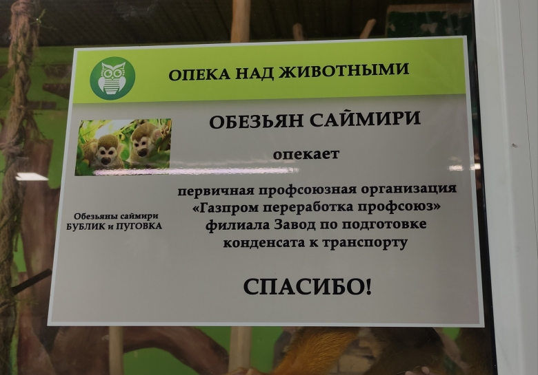 Обезьяны под опекой