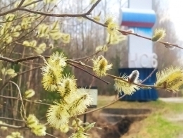 Весна